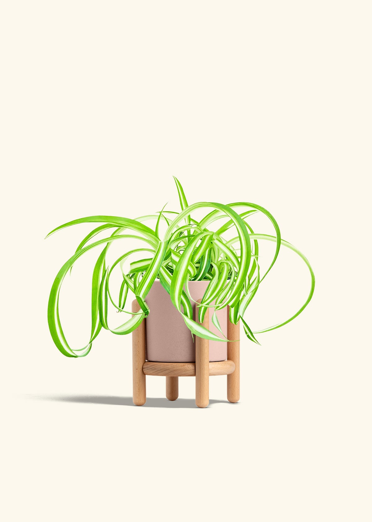 Spider Plant Reverse in a 4 inches Pink Classic Cylinder Planter in a Beech Wood Stand