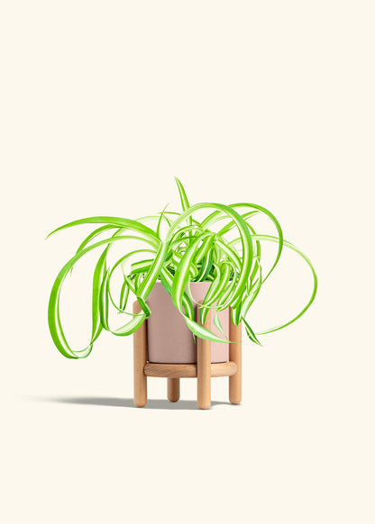 Spider Plant Reverse in a 4 inches Pink Classic Cylinder Planter in a Beech Wood Stand