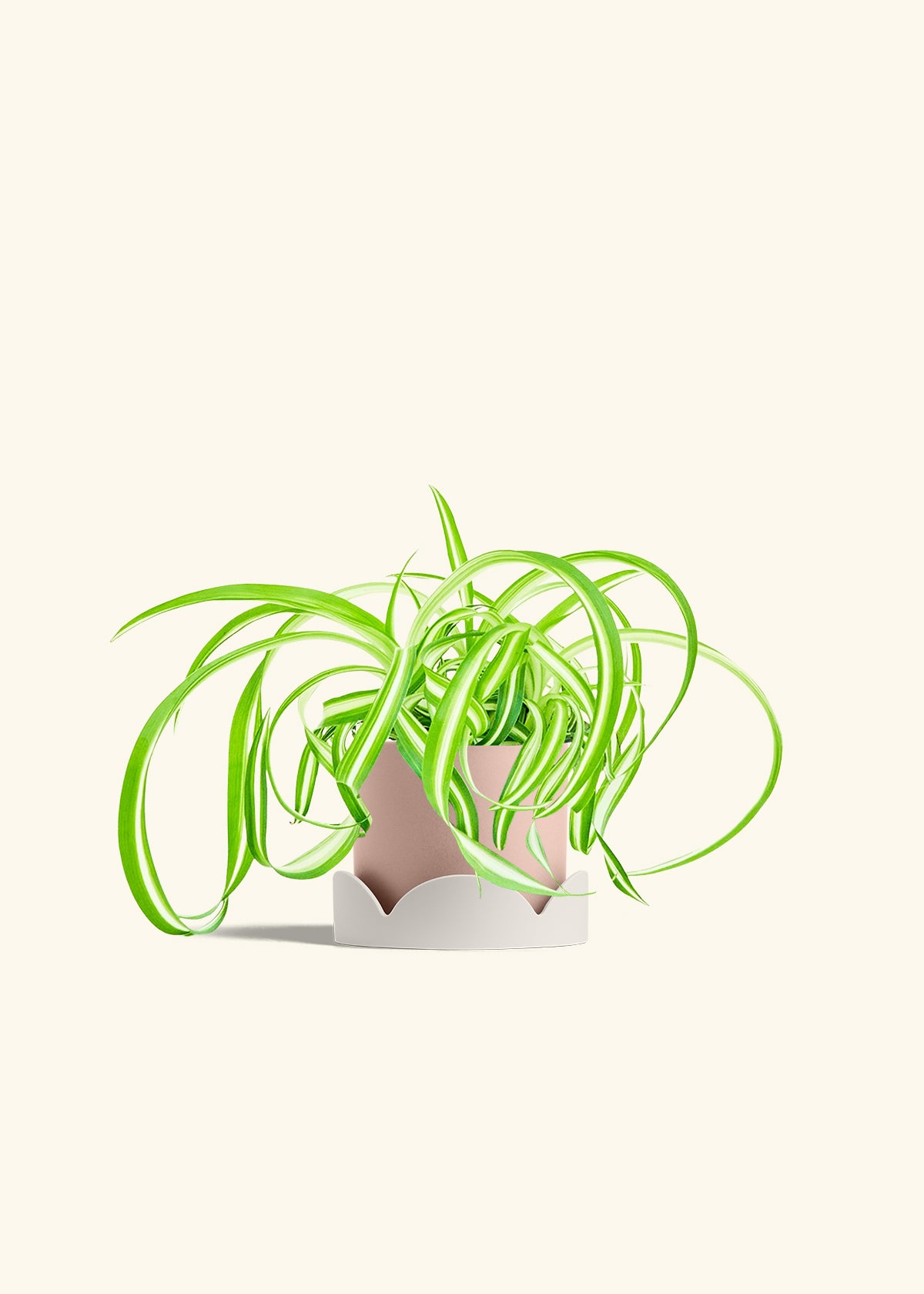 Spider Plant Reverse in a 4 inches Pink Classic Cylinder Planter in a Oat Petal Drip Tray