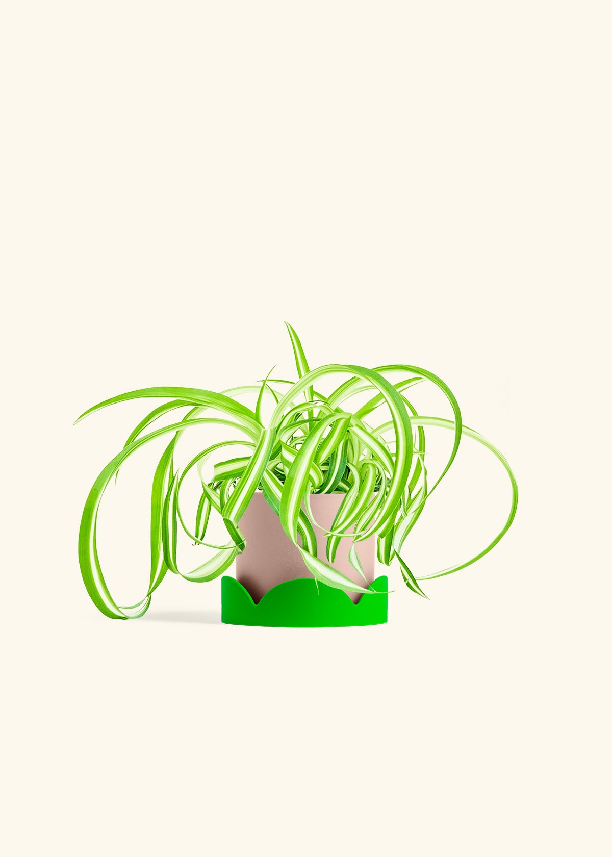 Spider Plant Reverse in a 4 inches Pink Classic Cylinder Planter in a Shamrock Petal Drip Tray