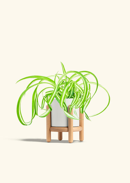 Spider Plant Reverse in a 4 inches White Classic Cylinder Planter in a Shamrock Petal Drip Tray