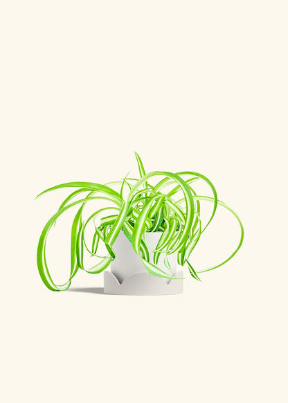 Spider Plant Reverse in a 4 inches White Classic Cylinder Planter in a Beech Wood Stand