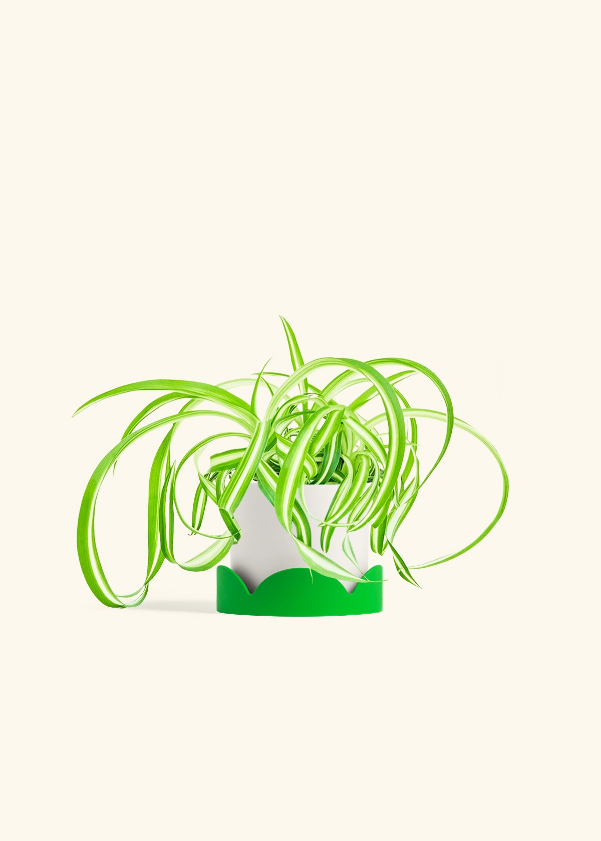 Spider Plant Reverse in a 4 inches White Classic Cylinder Planter in a Oat Petal Drip Tray