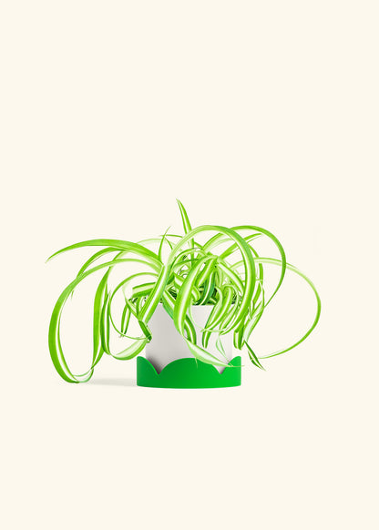 Spider Plant Reverse in a 4 inches White Classic Cylinder Planter in a Oat Petal Drip Tray