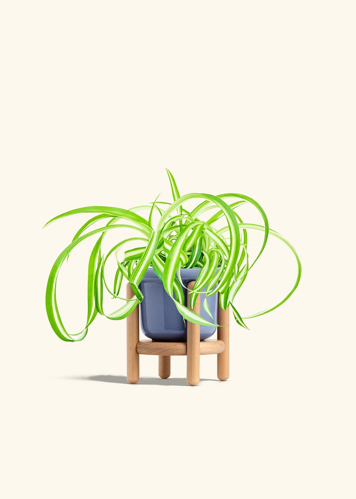 Spider Plant Reverse in a 4 inches Fat Lip Blue Planter in a Beech Wood Stand