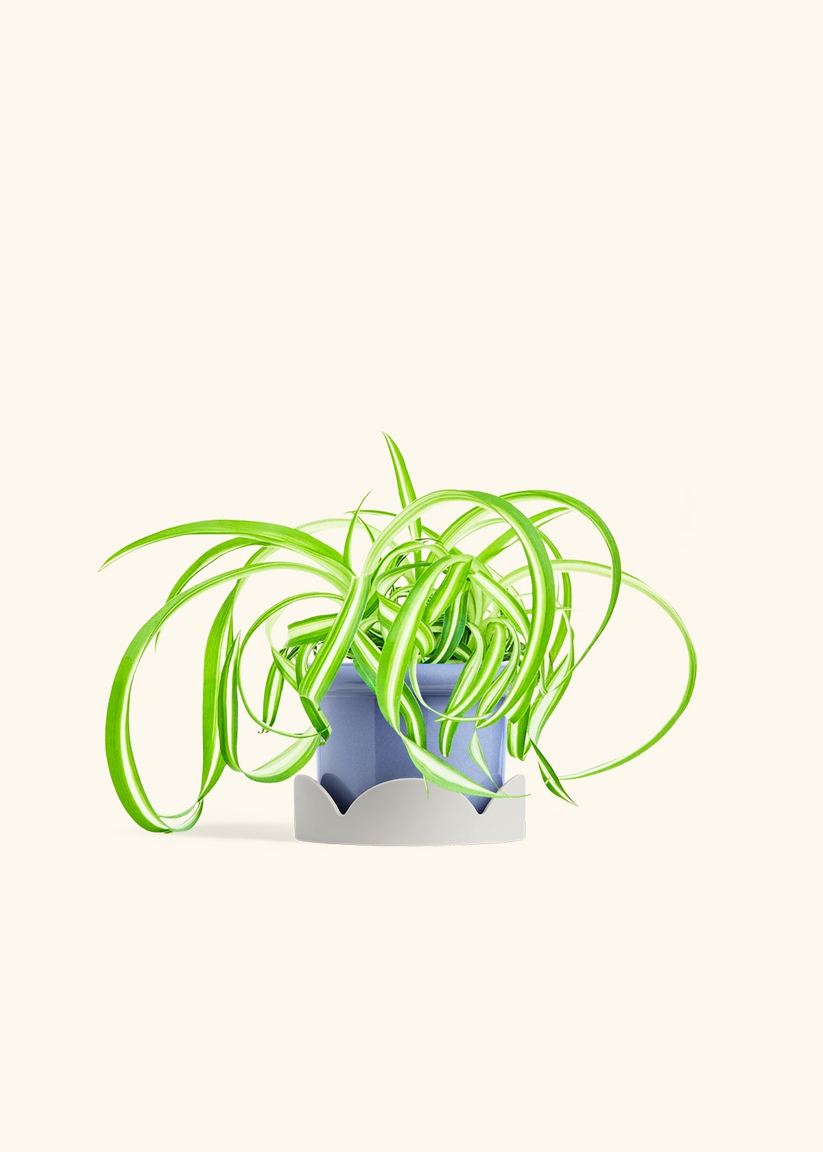 Spider Plant Reverse in a 4 inches Fat Lip Blue Planter in a Oat Petal Drip Tray