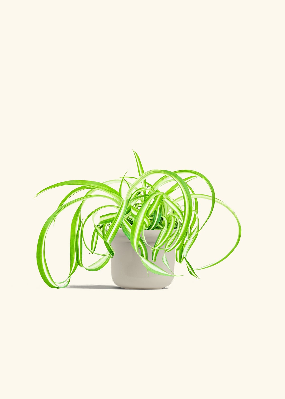 Spider Plant Reverse in a 4 inches Fat Lip Oat Planter