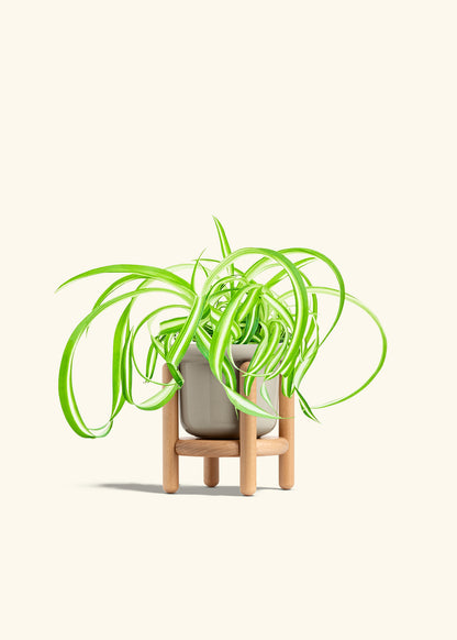 Spider Plant Reverse in a 4 inches Fat Lip Oat Planter in a Beech Wood Stand