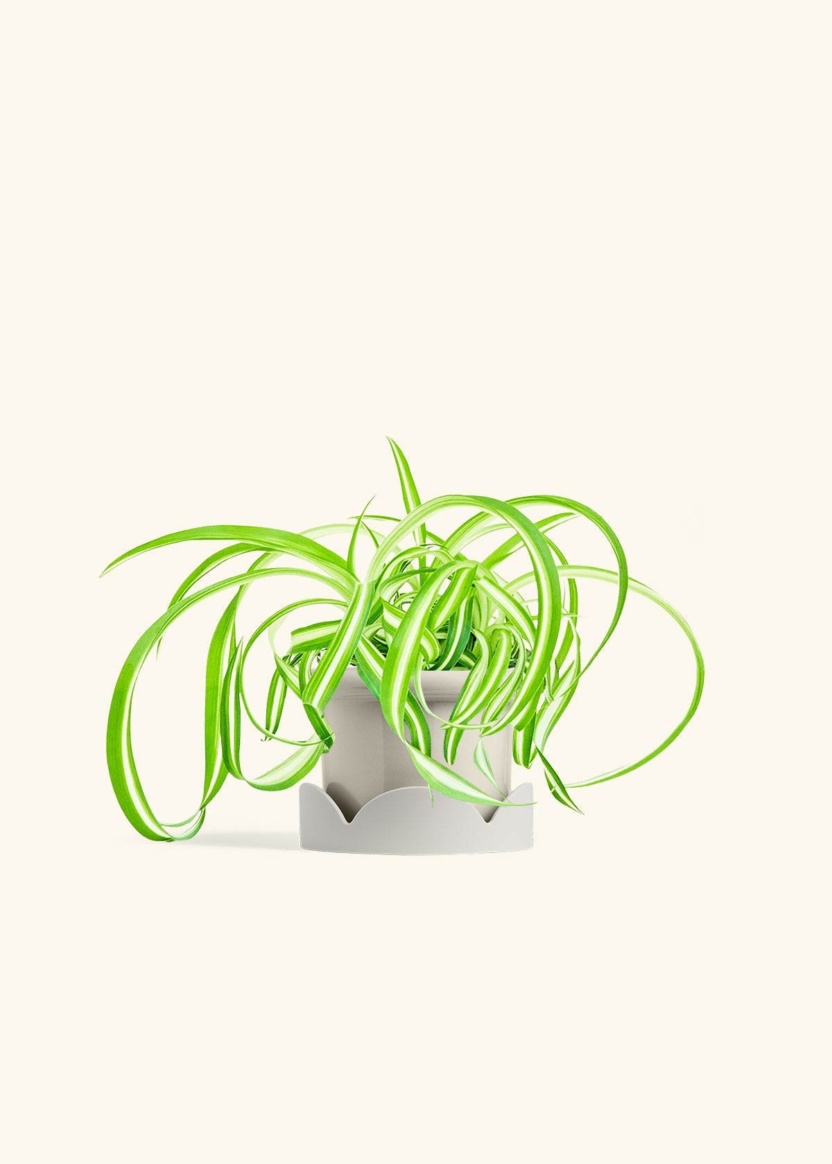 Spider Plant Reverse in a 4 inches Fat Lip Oat Planter in a Oat Petal Drip Tray