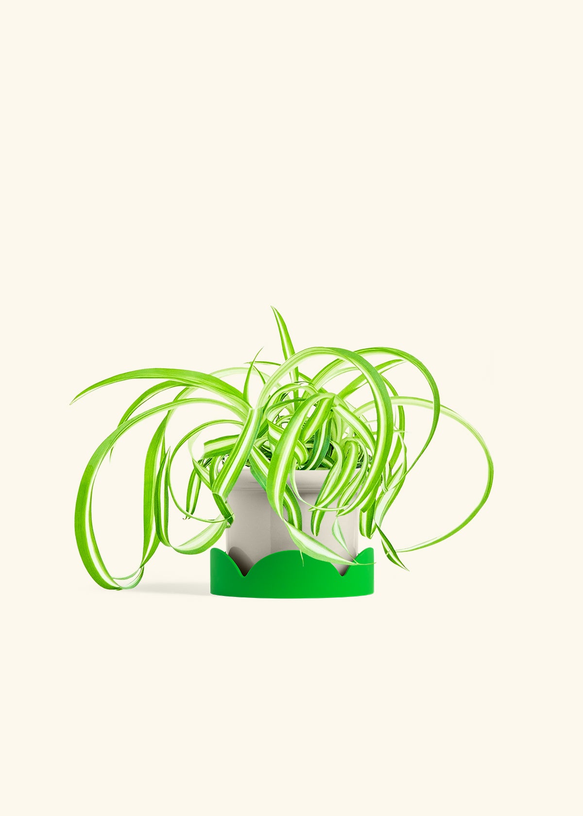 Spider Plant Reverse in a 4 inches Fat Lip Oat Planter in a Shamrock Petal Drip Tray