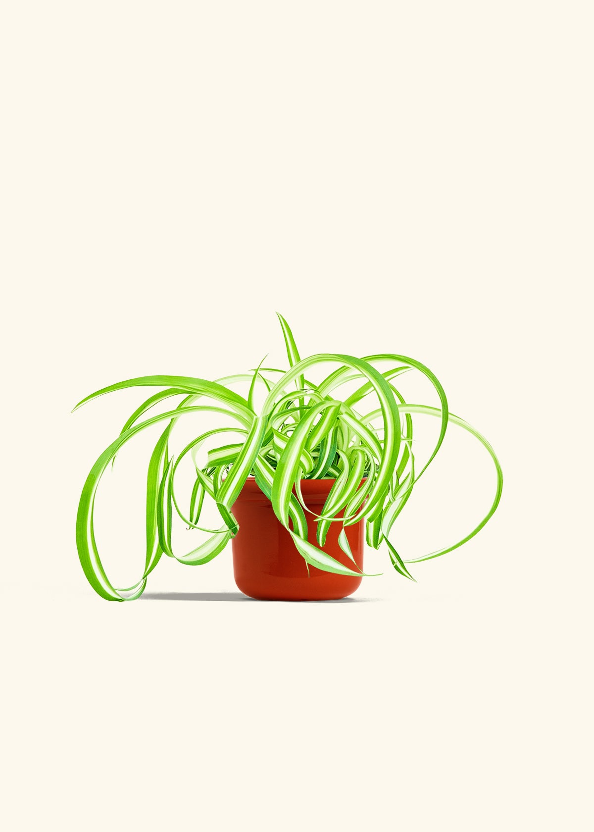 Spider Plant Reverse in a 4 inches Fat Lip Red Planter