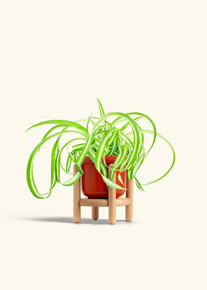 Spider Plant Reverse in a 4 inches Fat Lip Red Planter in a Beech Wood Stand