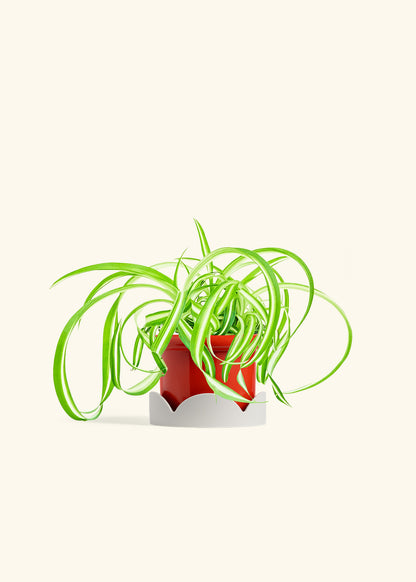 Spider Plant Reverse in a 4 inches Fat Lip Red Planter in a Oat Petal Drip Tray
