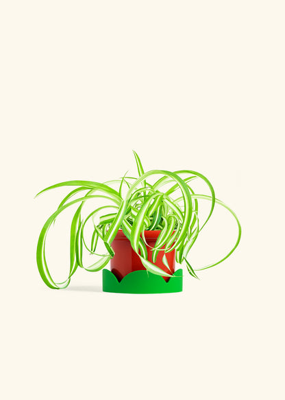 Spider Plant Reverse in a 4 inches Fat Lip Red Planter in a Shamrock Petal Drip Tray