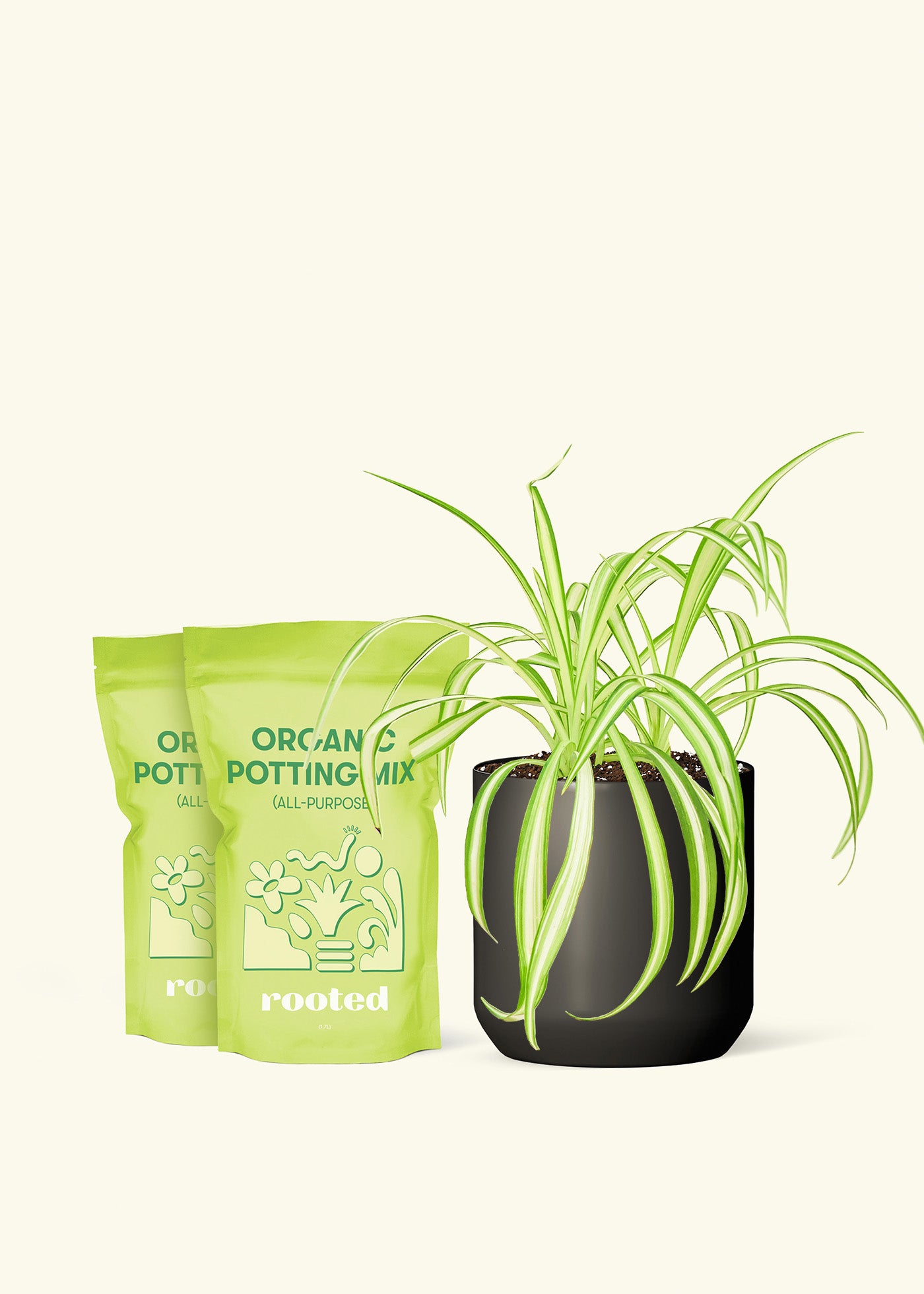 Medium Spider Plant in a black cylinder pot and 2 bags of soil.