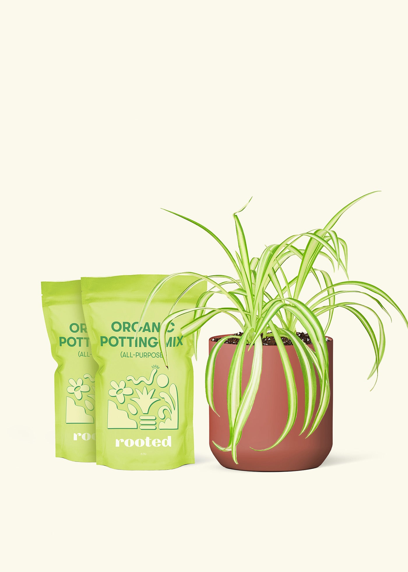 Medium Spider Plant in a burgundy cylinder pot and 2 bags of soil.