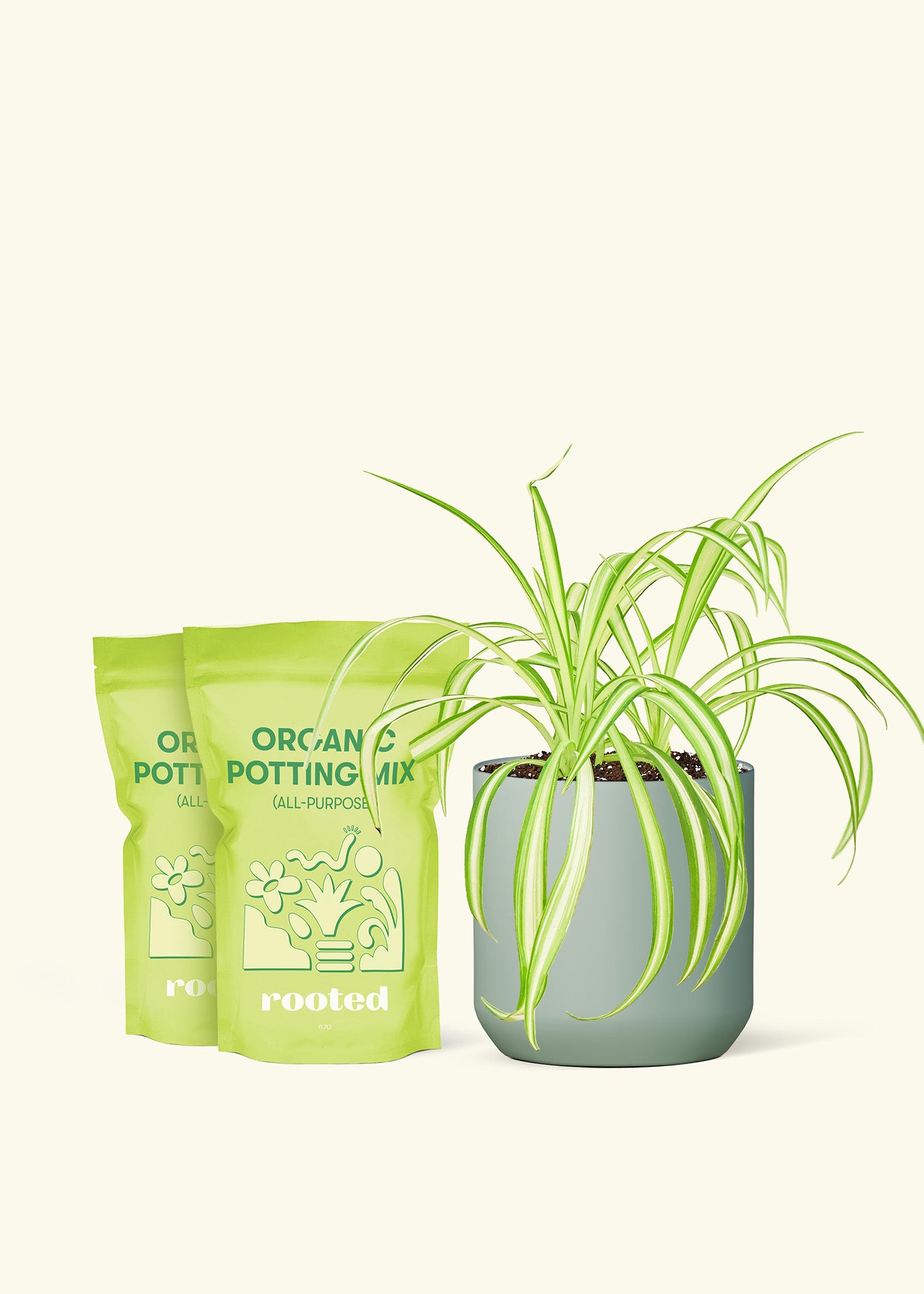 Medium Spider Plant in a sage cylinder pot and 2 bags of soil.