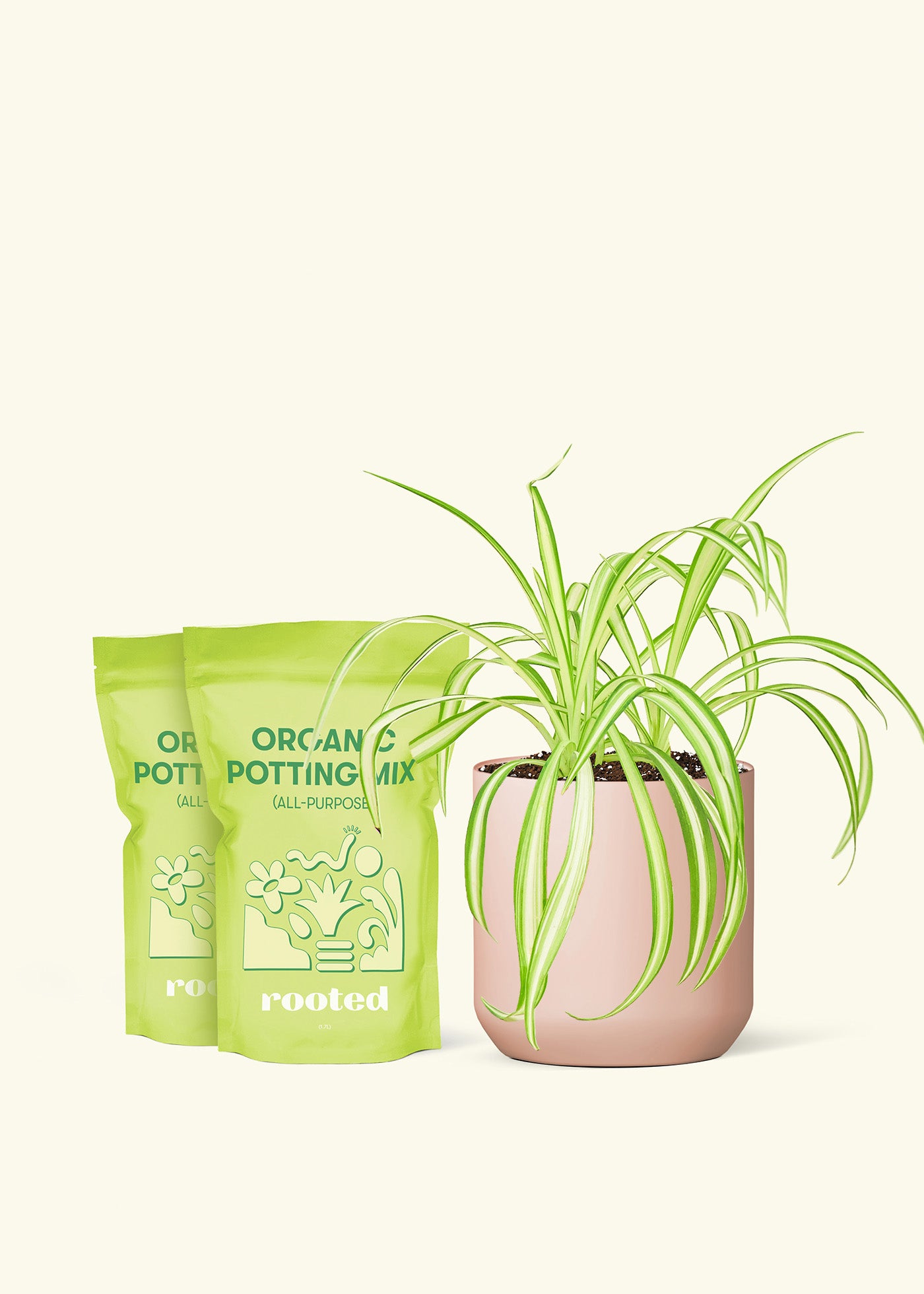 Medium Spider Plant in a pink cylinder pot and 2 bags of soil.