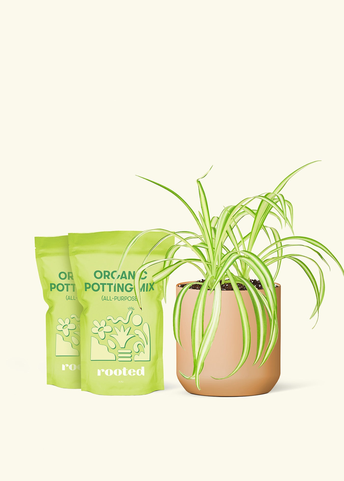 Medium Spider Plant in a terracotta cylinder pot and 2 bags of soil.