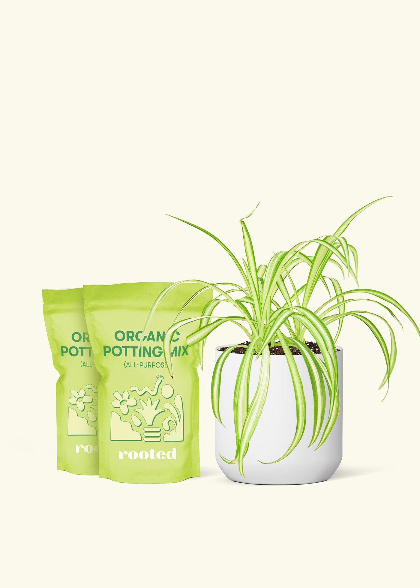 Medium Spider Plant in a white cylinder pot and 2 bags of soil.