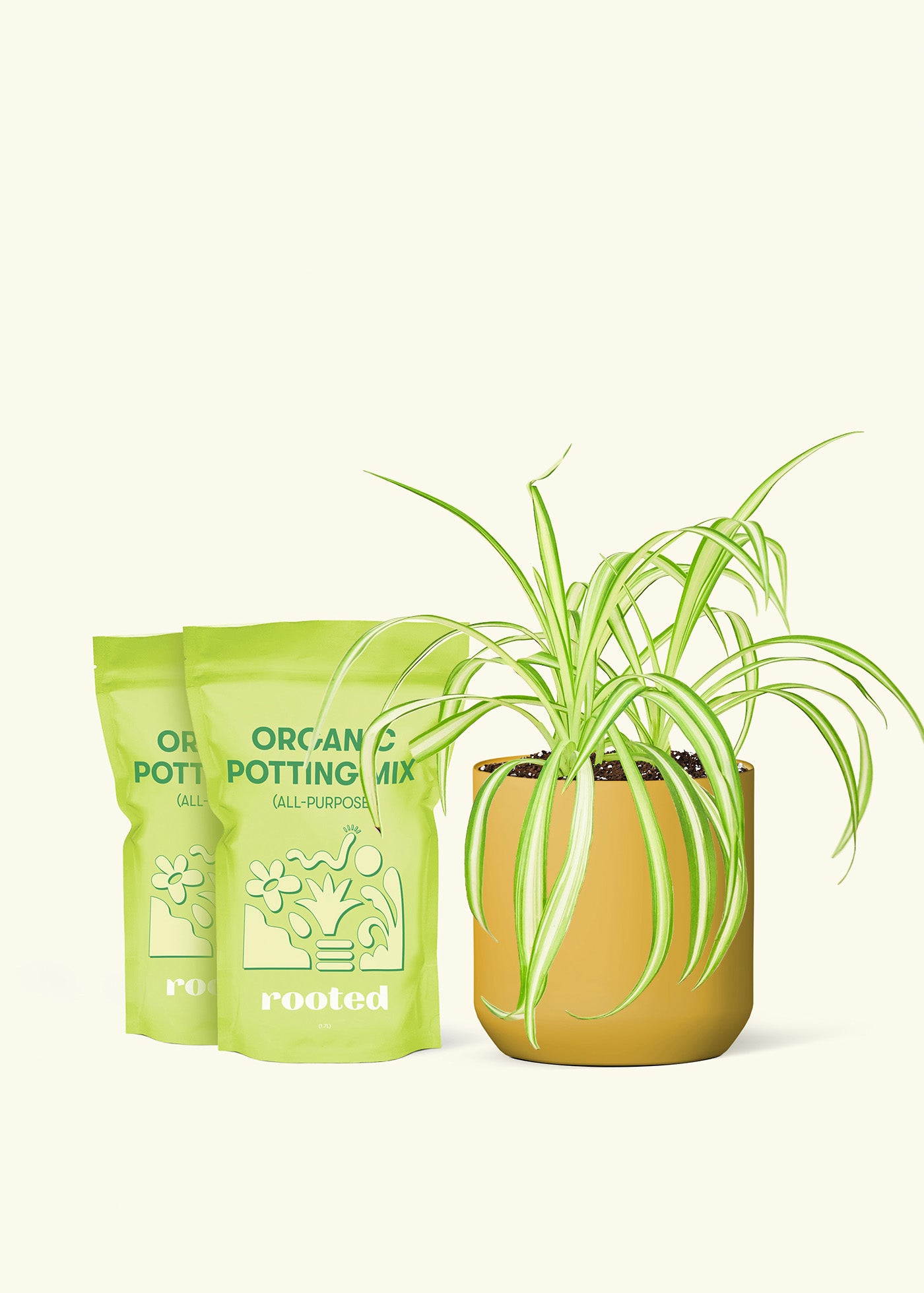 Medium Spider Plant in a mustard cylinder pot and 2 bags of soil.