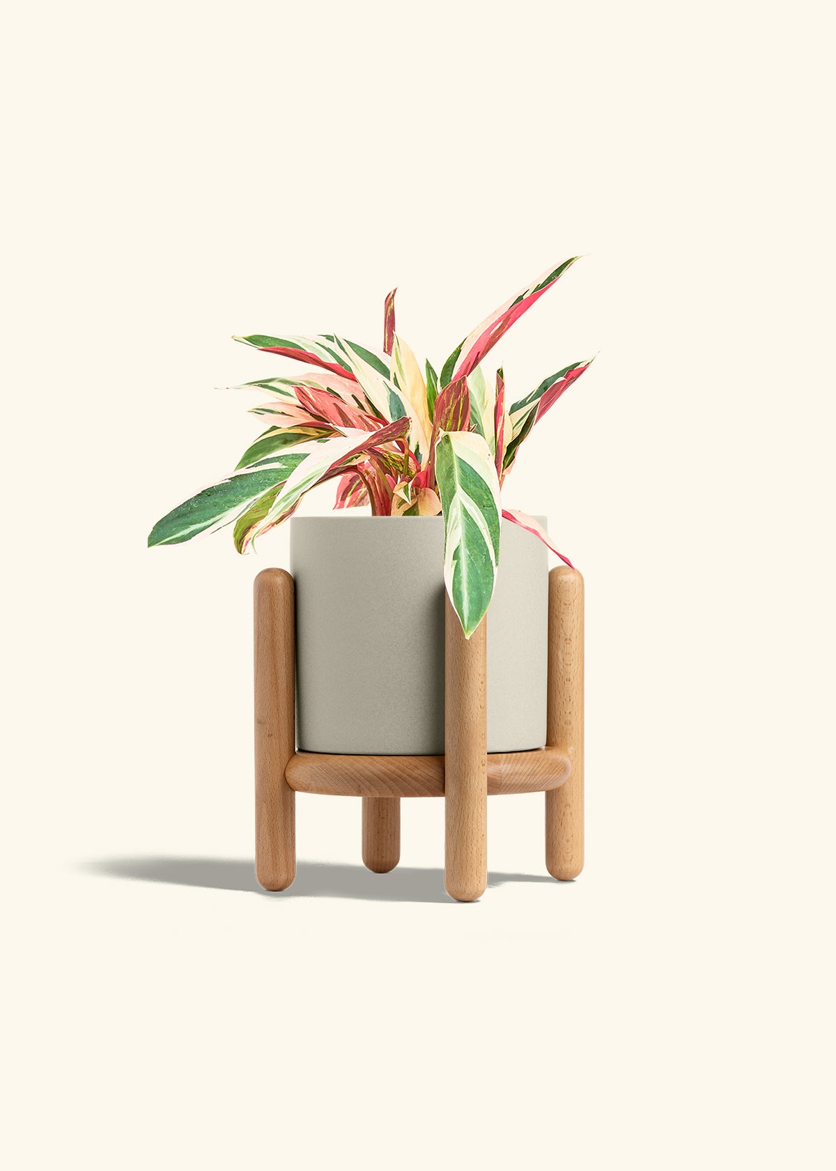 Stromanthe Triostar in a 6 inches Oat Classic Cylinder Planter in a Beech Wood Stand