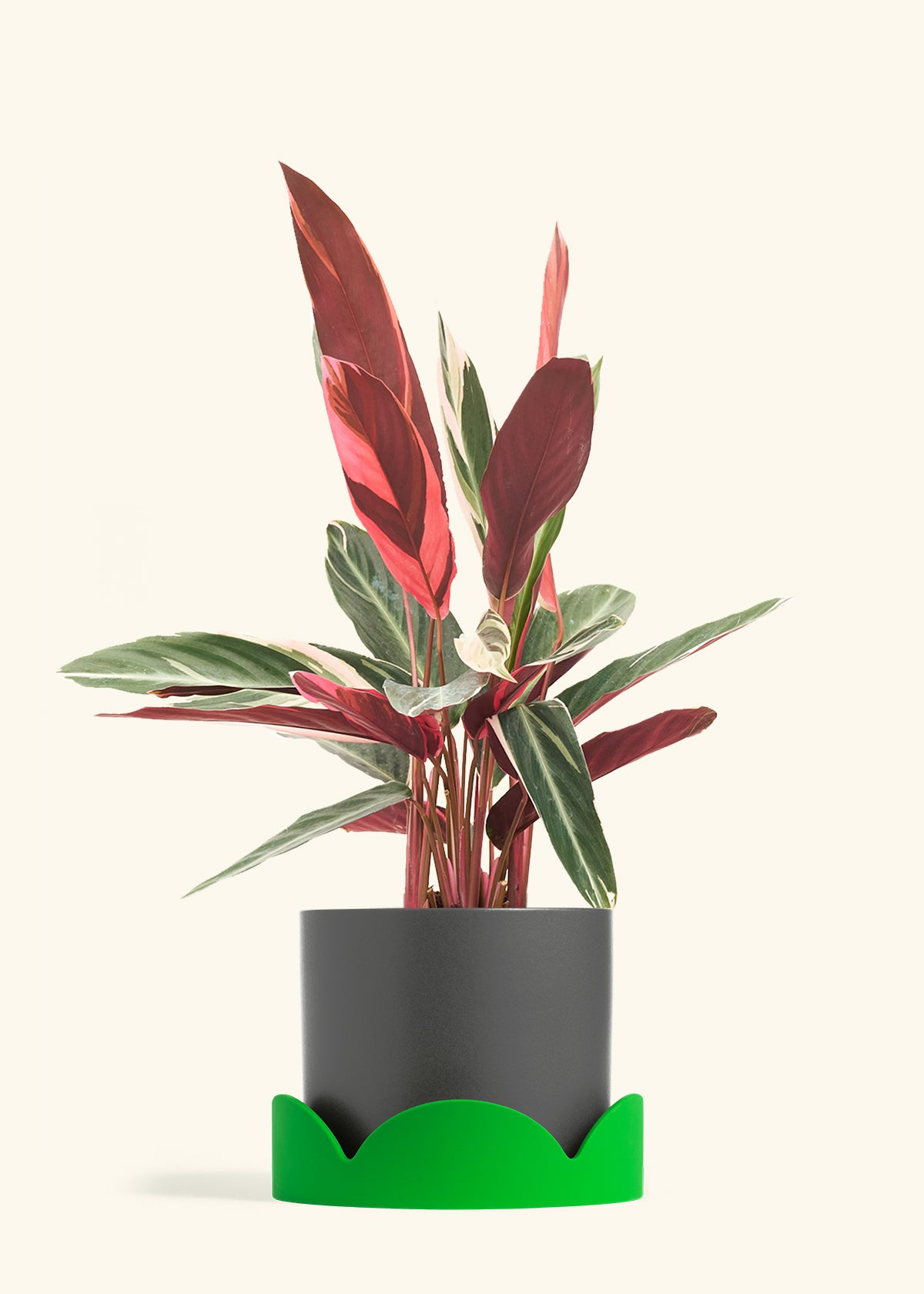 Classic Planter Tray Combo, Charcoal