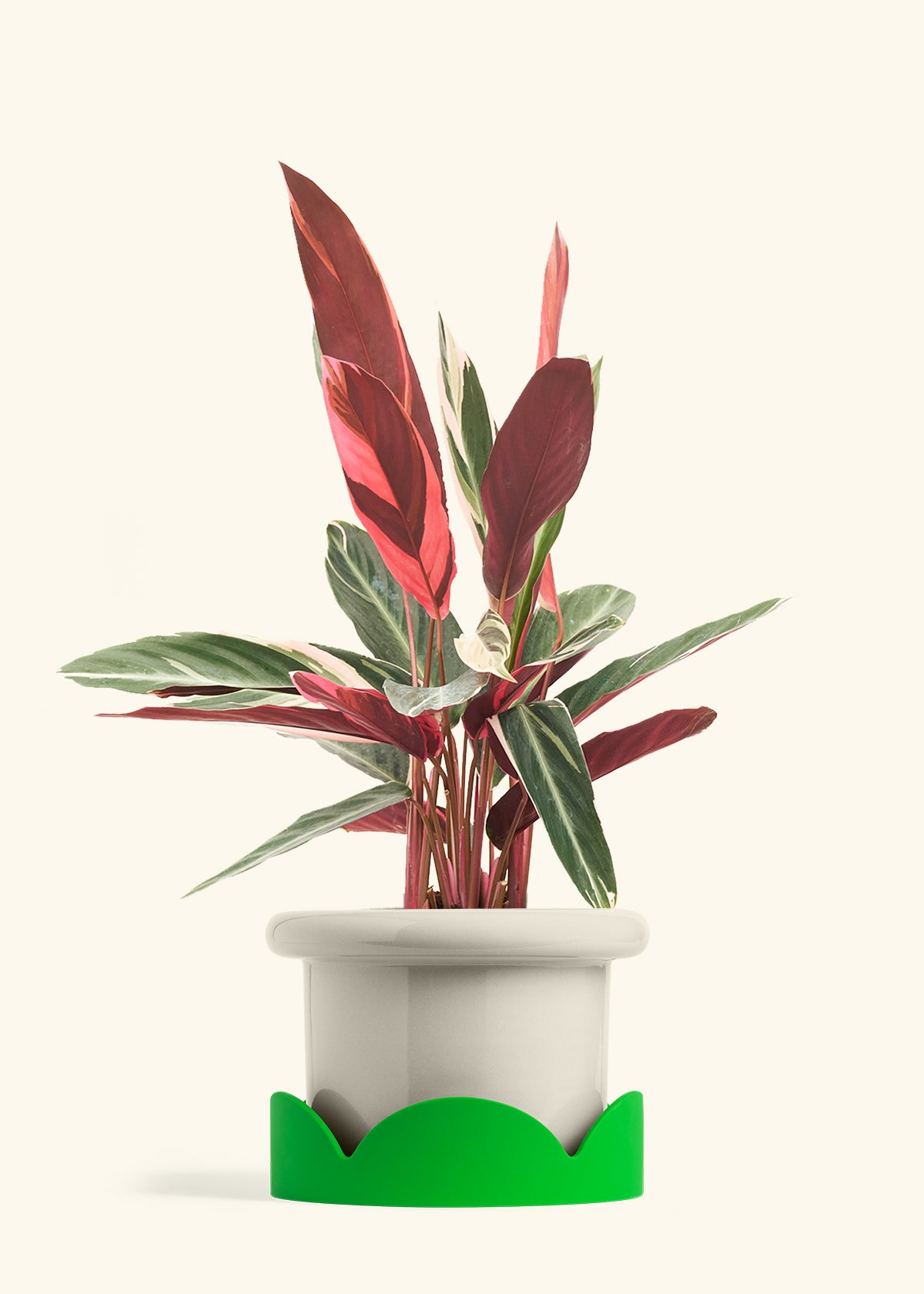 Fat Lip Planter Tray Combo, Oat