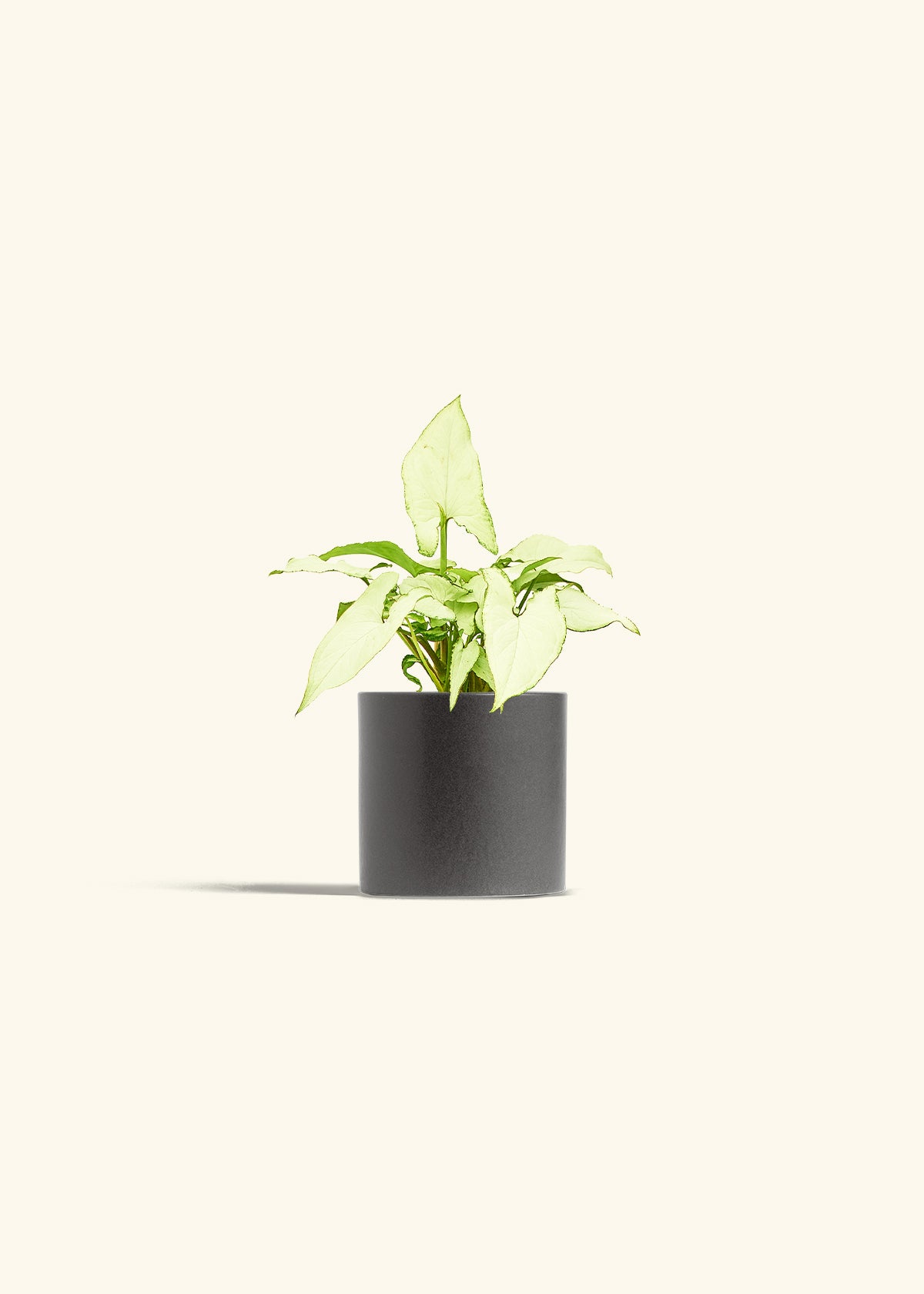 Arrowhead Plant White Butterfly in a 4 inches Charcoal Classic Cylinder Planter