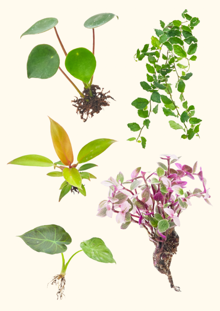 Propagation Grow Kit