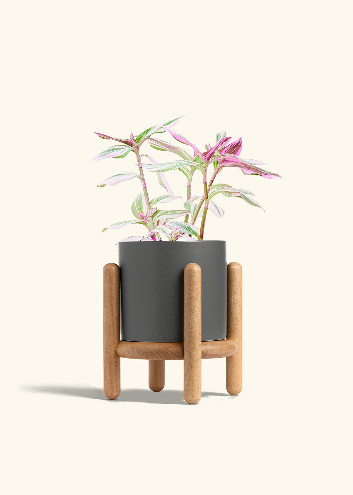 Tradescantia Nanouk in a 6 inches Charcoal Classic Cylinder Planter in a Beech Wood Stand