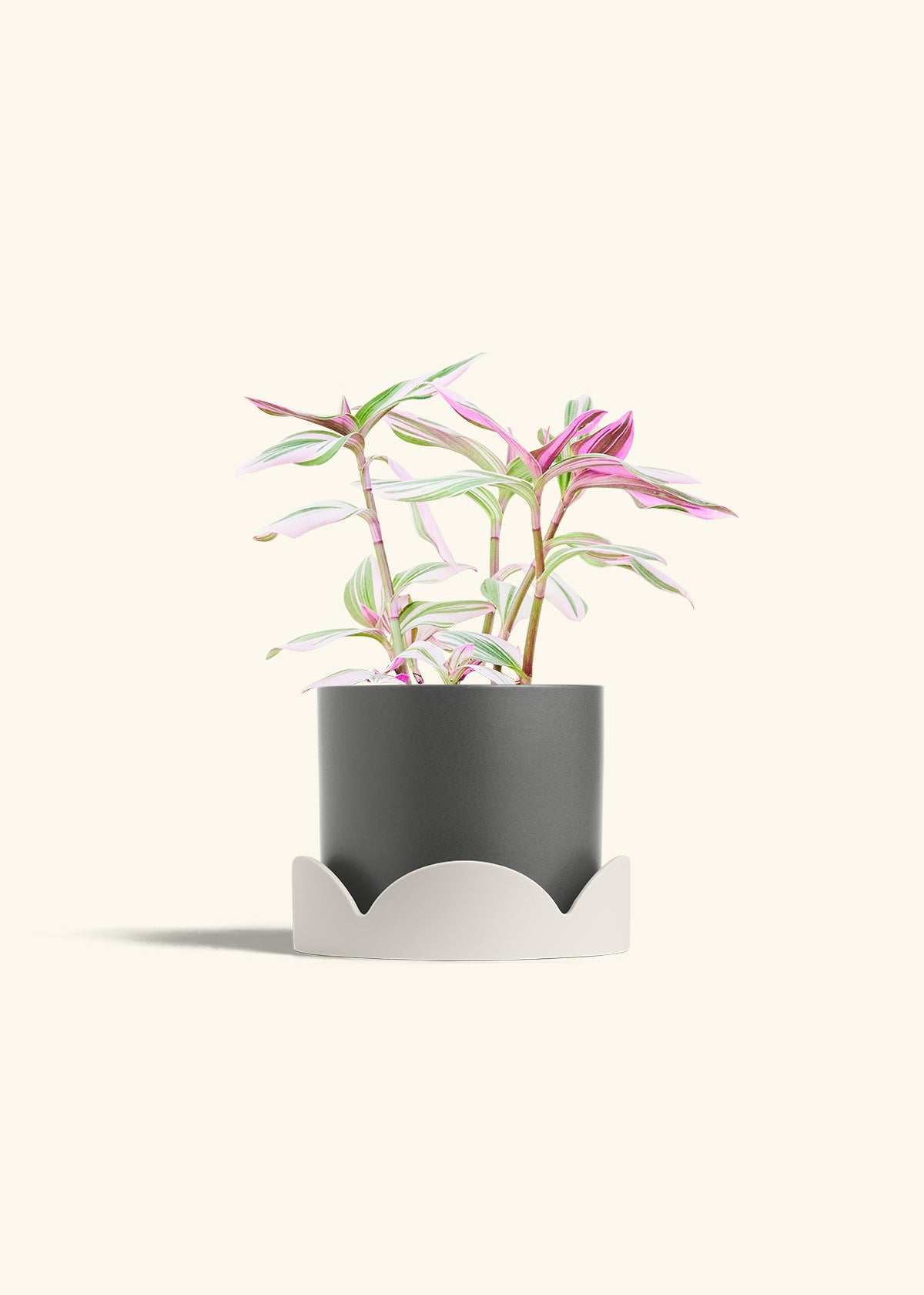 Tradescantia Nanouk in a 6 inches Charcoal Classic Cylinder Planter in a Oat Petal Drip Tray