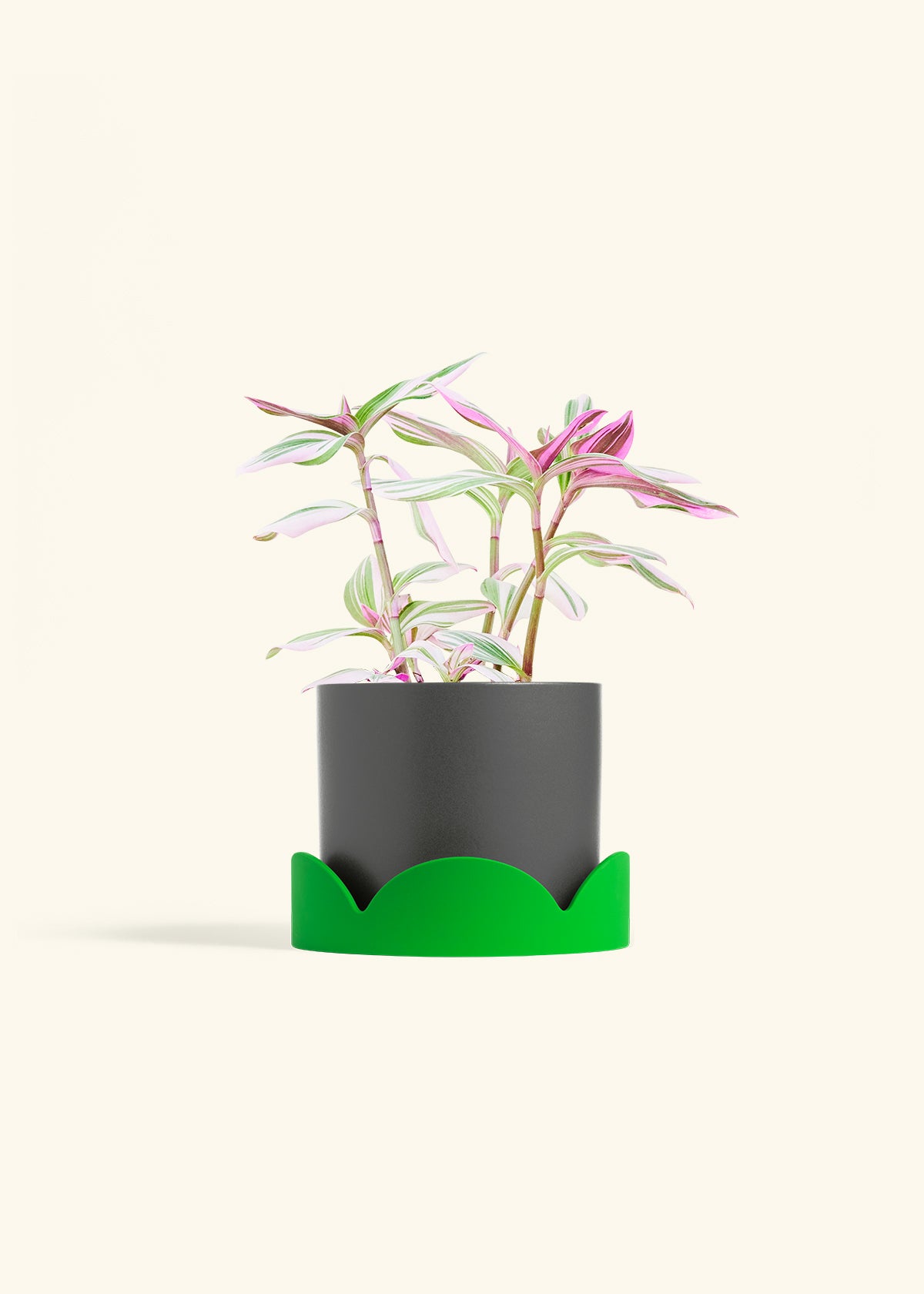 Tradescantia Nanouk in a 6 inches Charcoal Classic Cylinder Planter in a Shamrock Petal Drip Tray