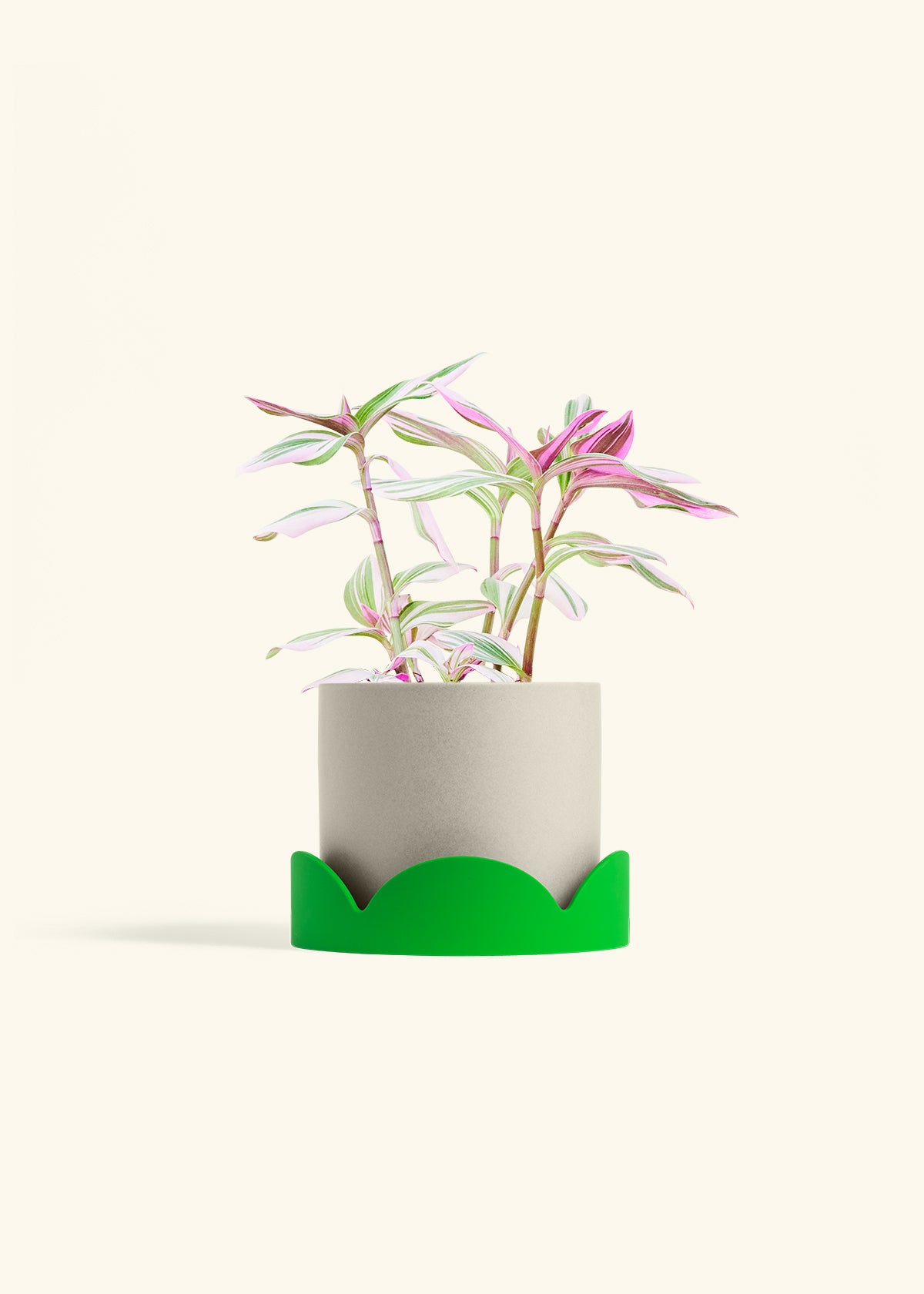 Tradescantia Nanouk in a 6 inches Oat Classic Cylinder Planter in a Shamrock Petal Drip Tray