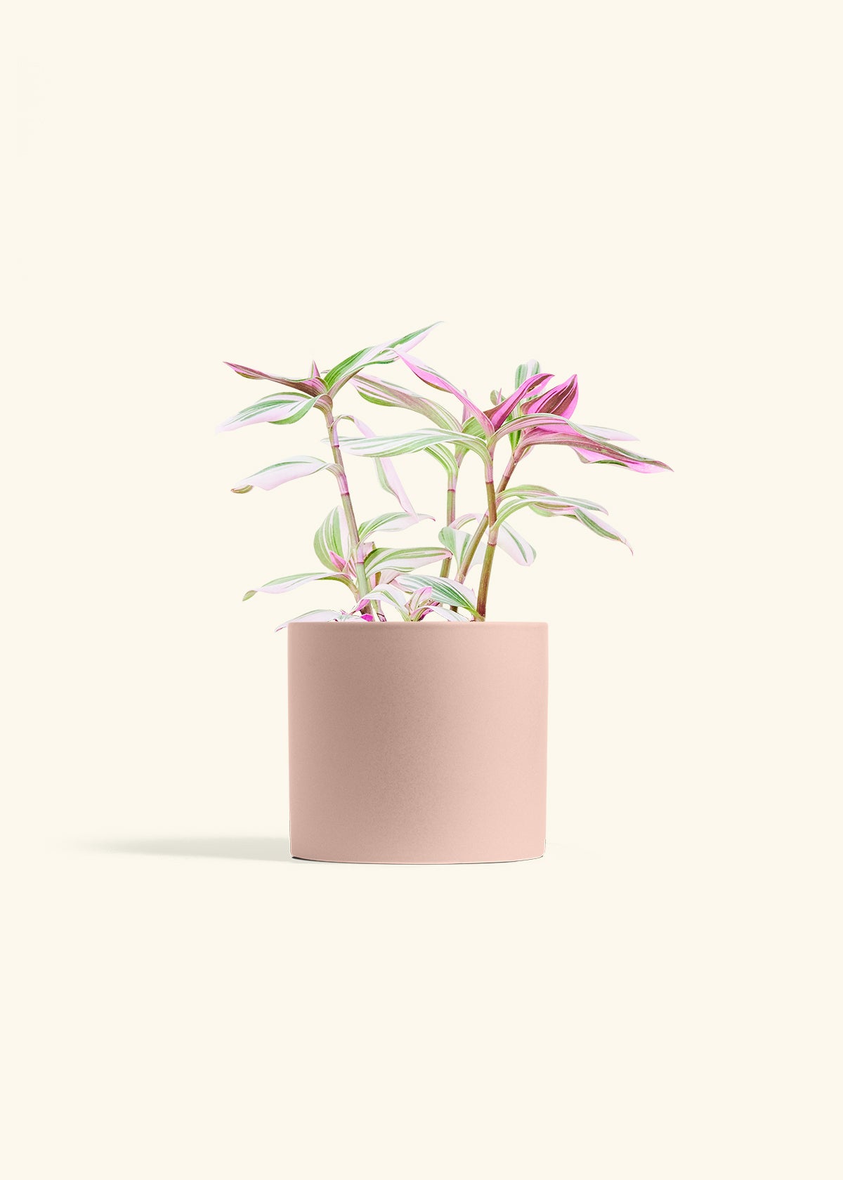 Tradescantia Nanouk in a 6 inches Pink Classic Cylinder Planter