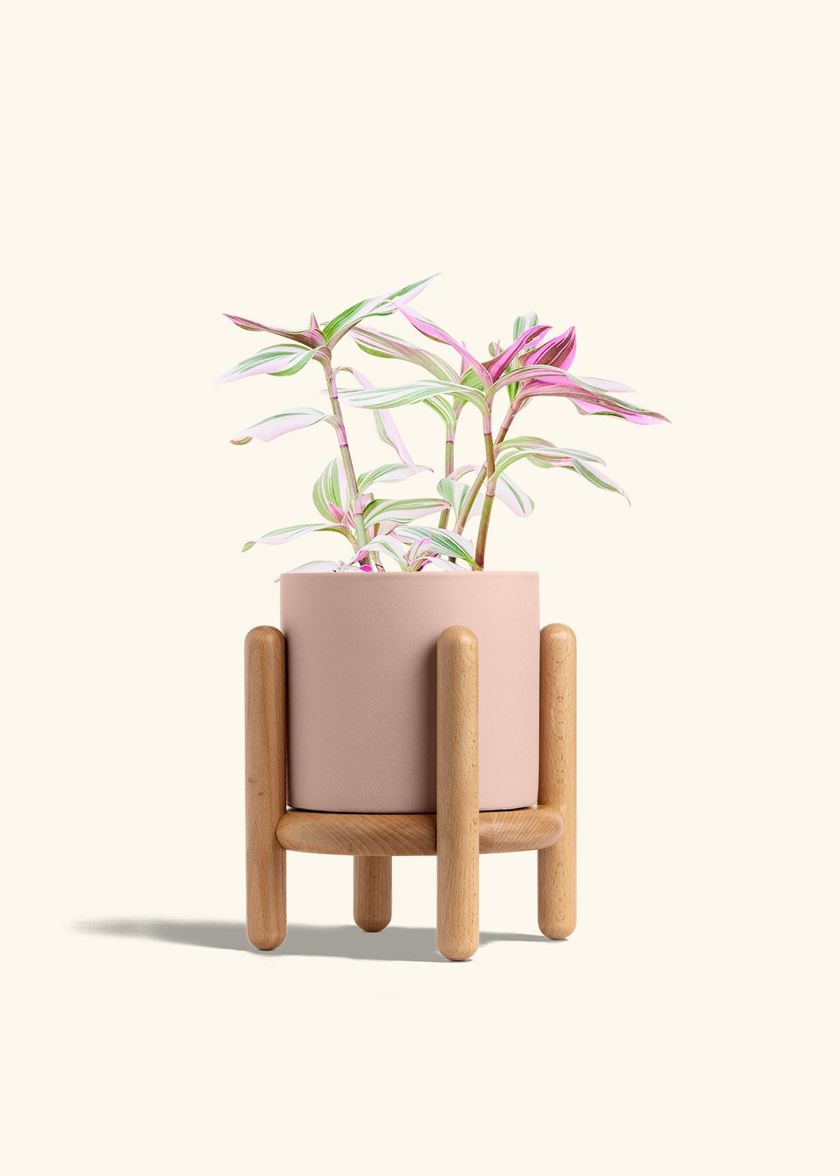 Tradescantia Nanouk in a 6 inches Pink Classic Cylinder Planter in a Beech Wood Stand