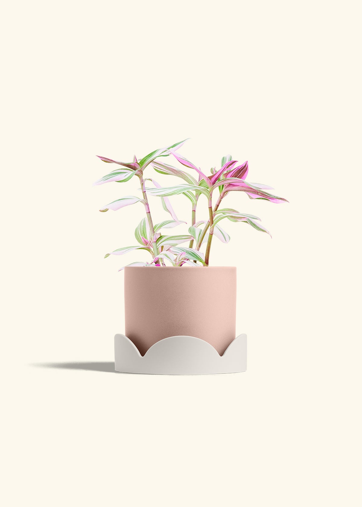 Tradescantia Nanouk in a 6 inches Pink Classic Cylinder Planter in a Oat Petal Drip Tray
