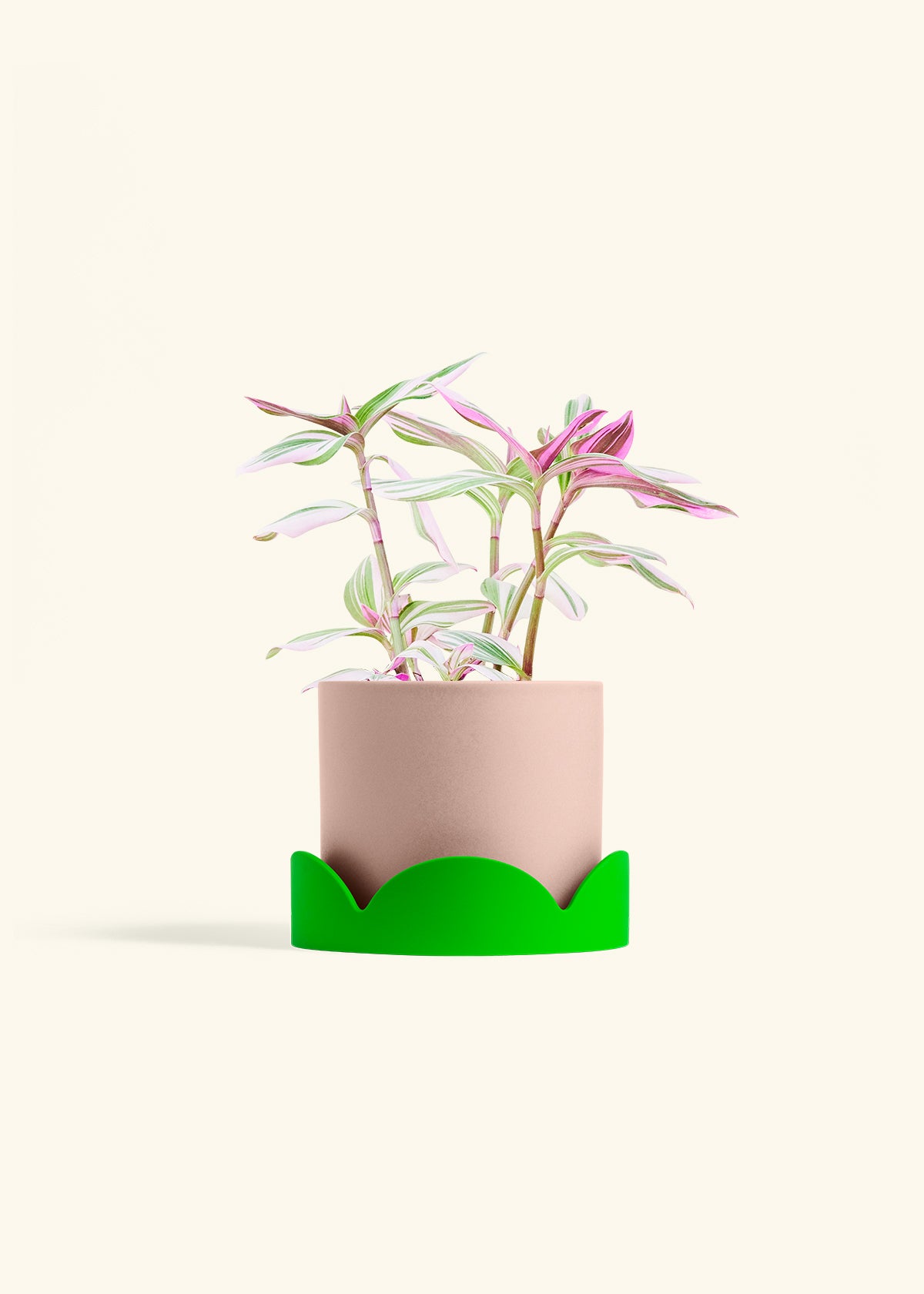 Tradescantia Nanouk in a 6 inches Pink Classic Cylinder Planter in a Shamrock Petal Drip Tray