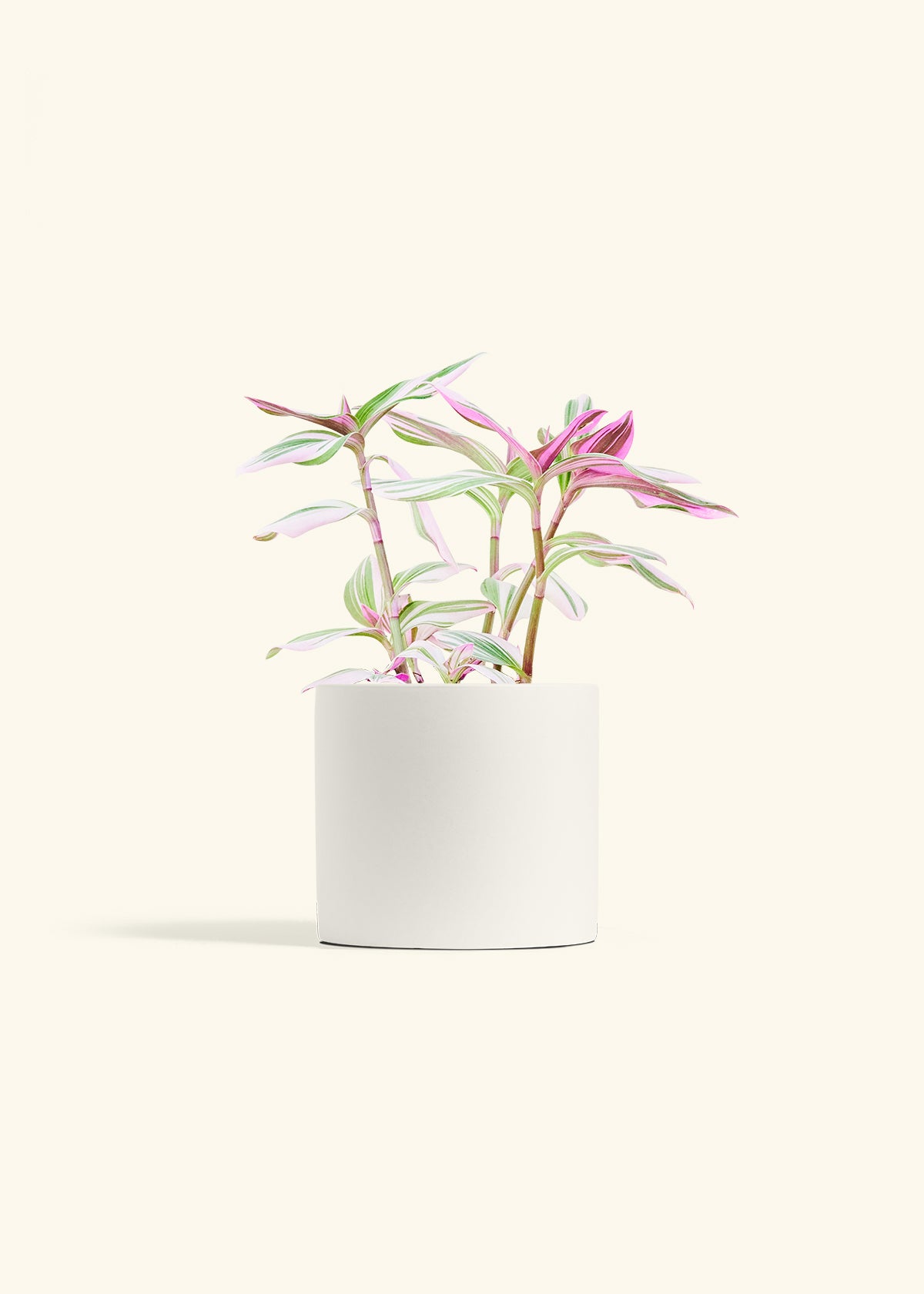 Tradescantia Nanouk in a 6 inches White Classic Cylinder Planter