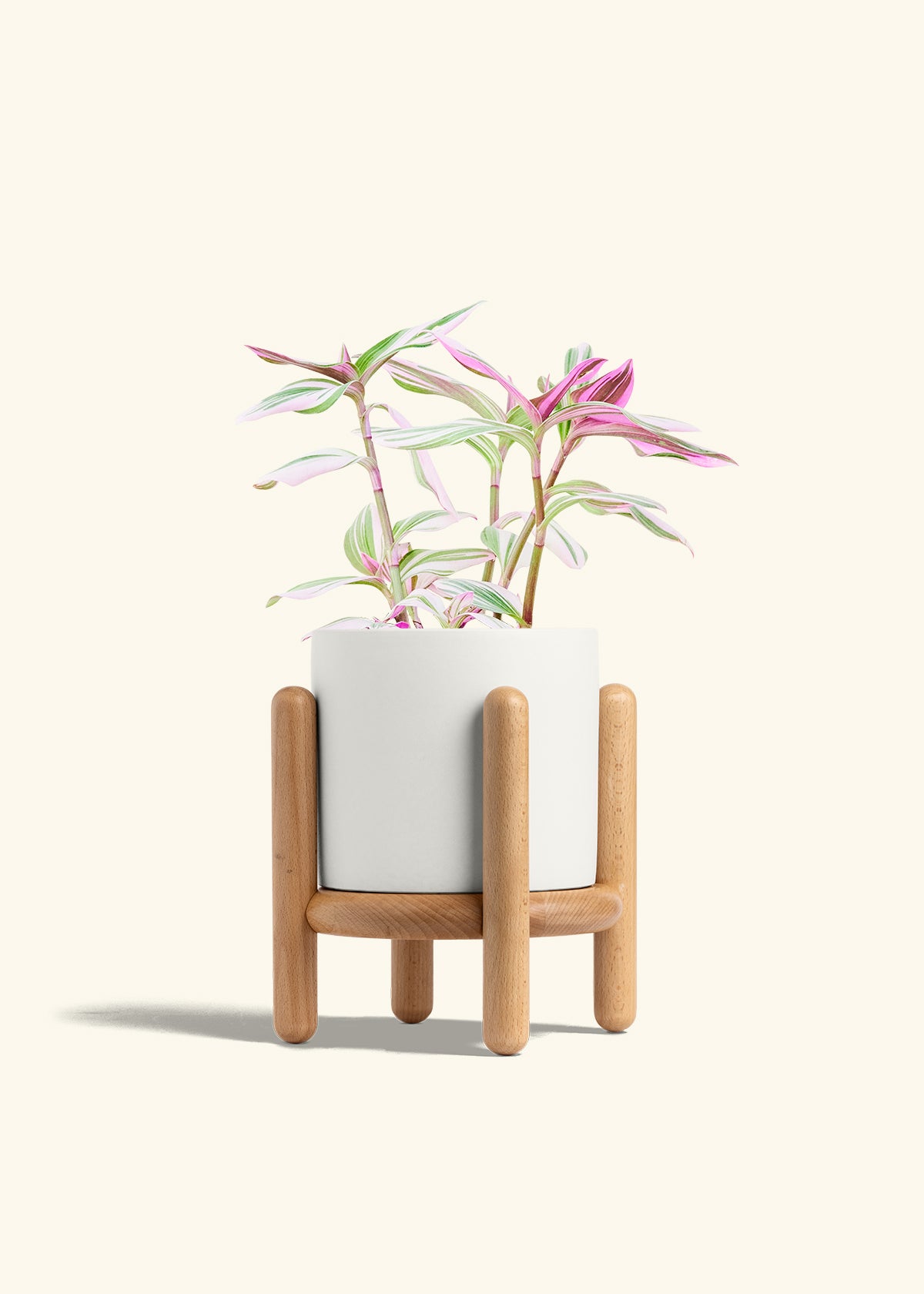 Tradescantia Nanouk in a 6 inches White Classic Cylinder Planter in a Beech Wood Stand