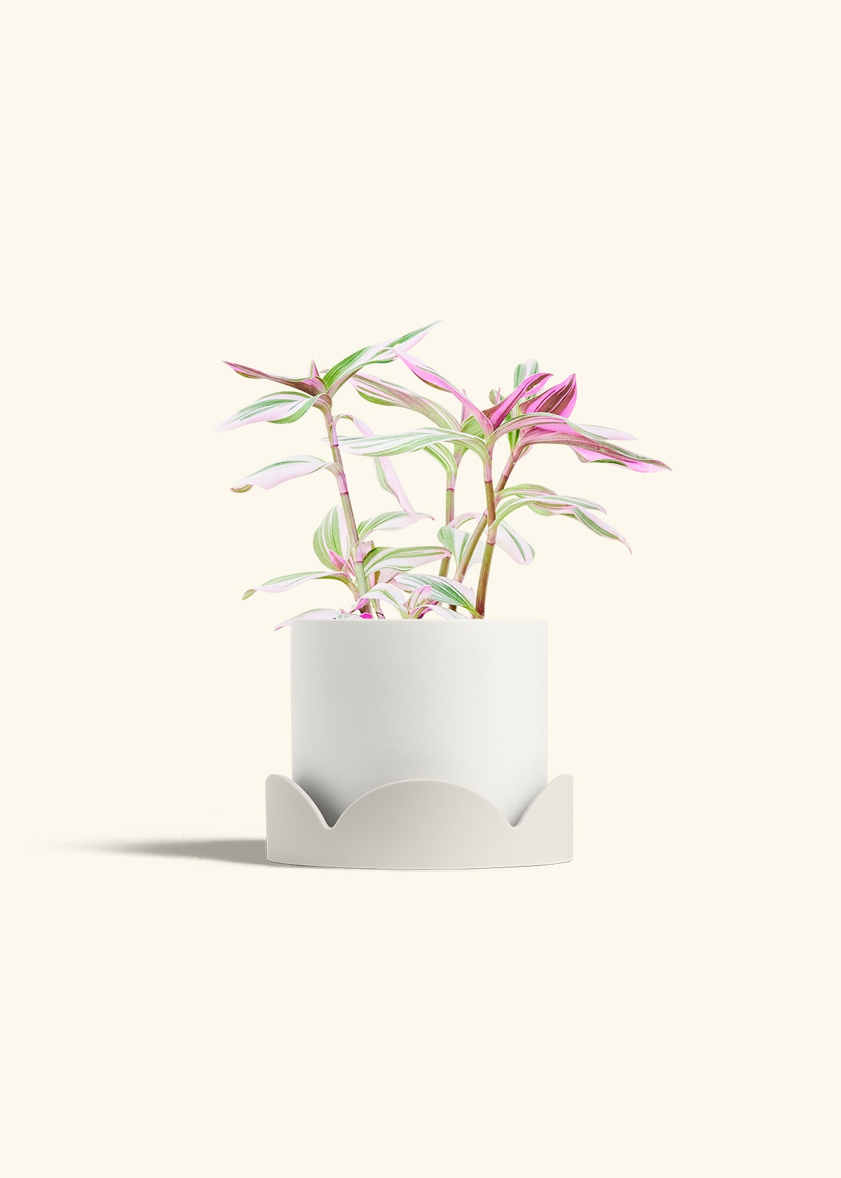 Tradescantia Nanouk in a 6 inches White Classic Cylinder Planter in a Oat Petal Drip Tray