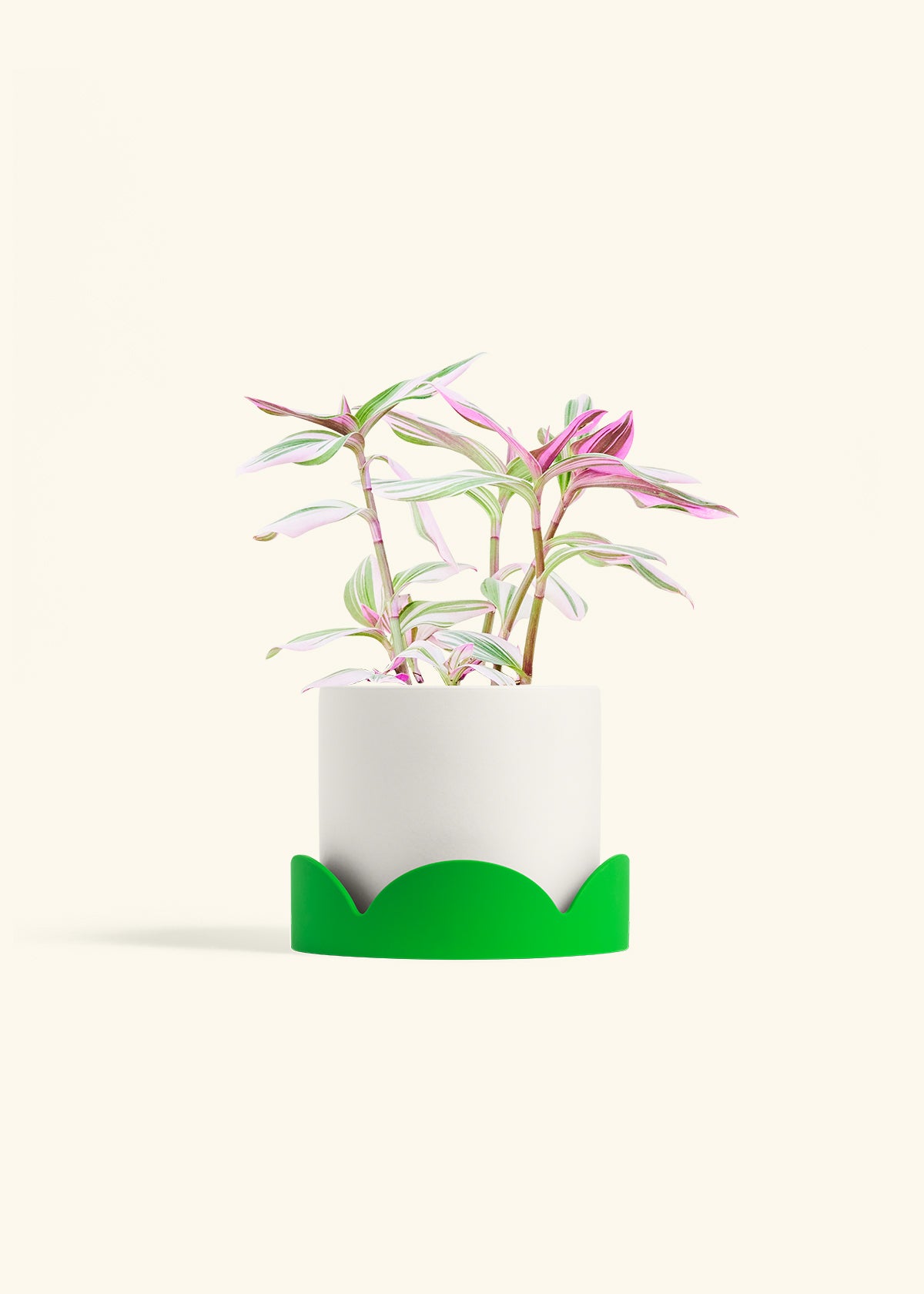 Tradescantia Nanouk in a 6 inches White Classic Cylinder Planter in a Shamrock Petal Drip Tray