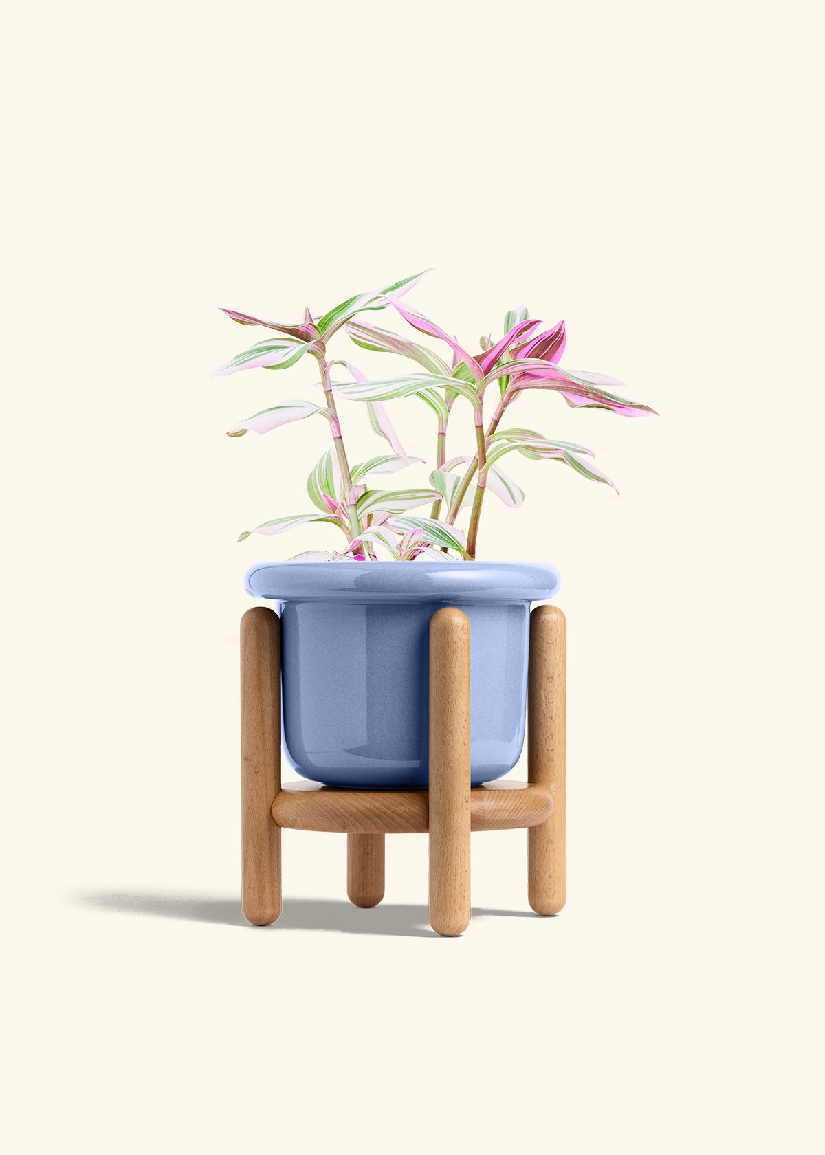 Tradescantia Nanouk in a 6 inches Fat Lip Blue Planter in a Beech Wood Stand