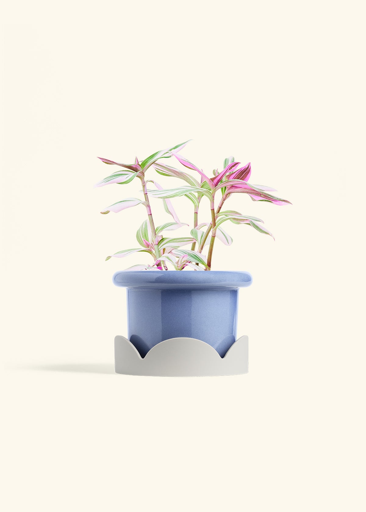 Tradescantia Nanouk in a 6 inches Fat Lip Blue Planter in a Oat Petal Drip Tray