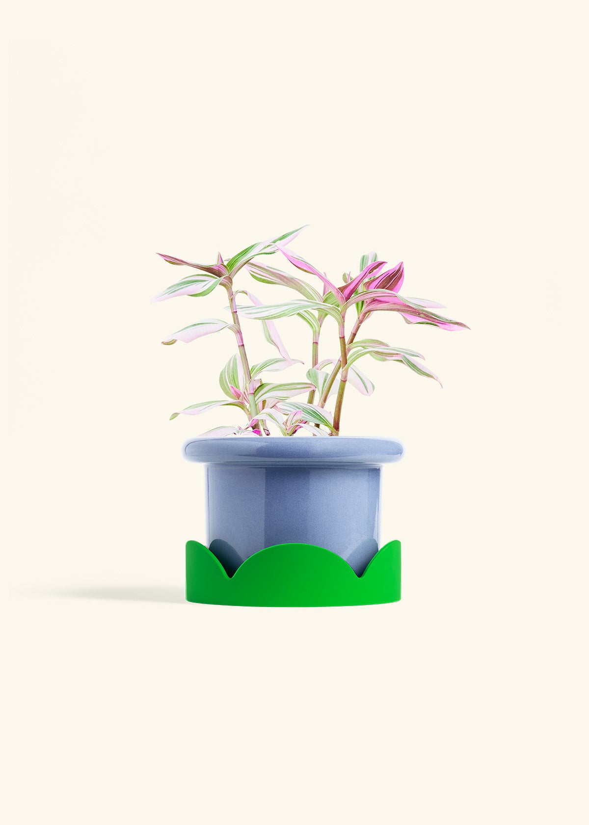 Tradescantia Nanouk in a 6 inches Fat Lip Blue Planter in a Shamrock Petal Drip Tray