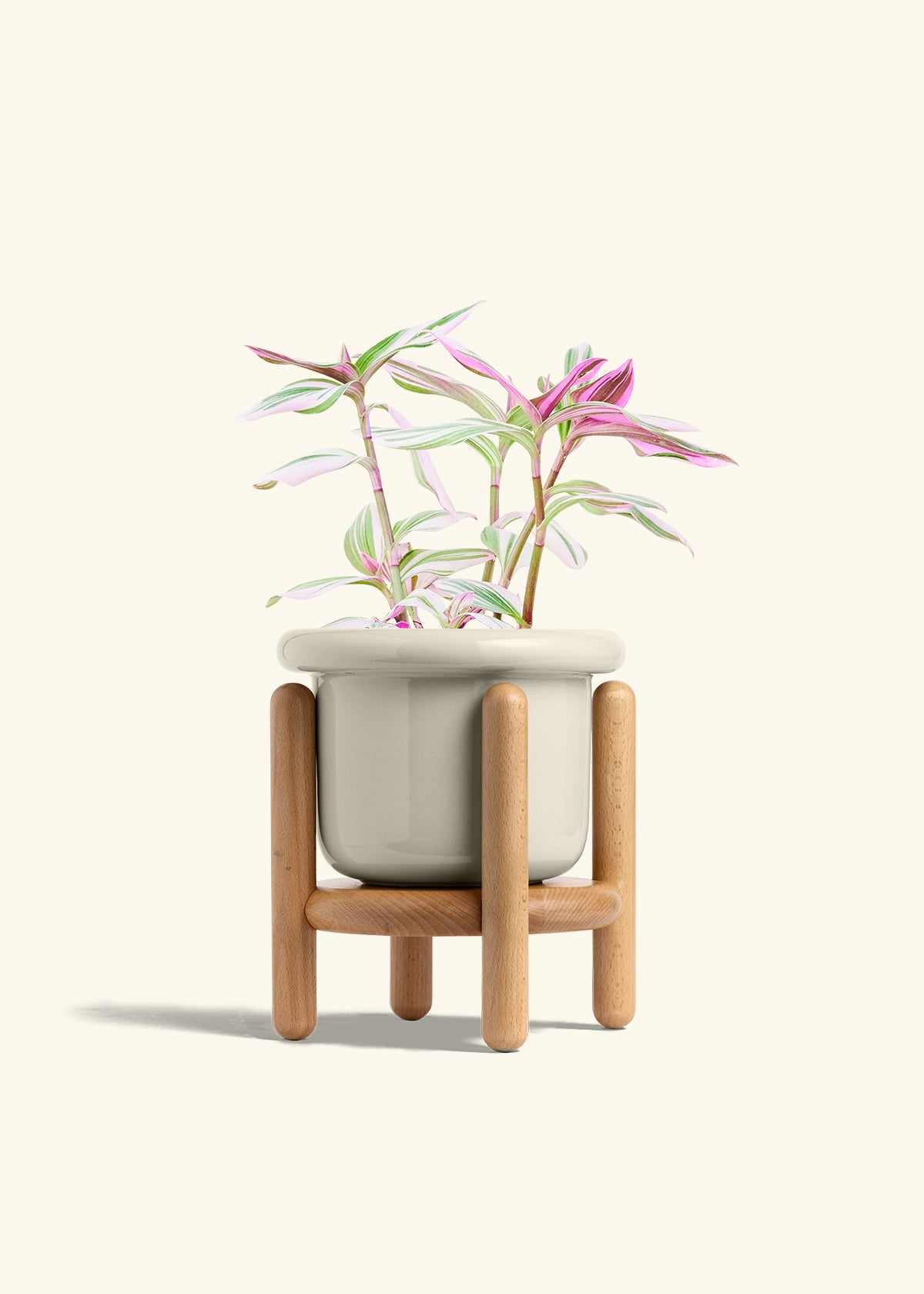 Tradescantia Nanouk in a 6 inches Fat Lip Oat Planter in a Beech Wood Stand