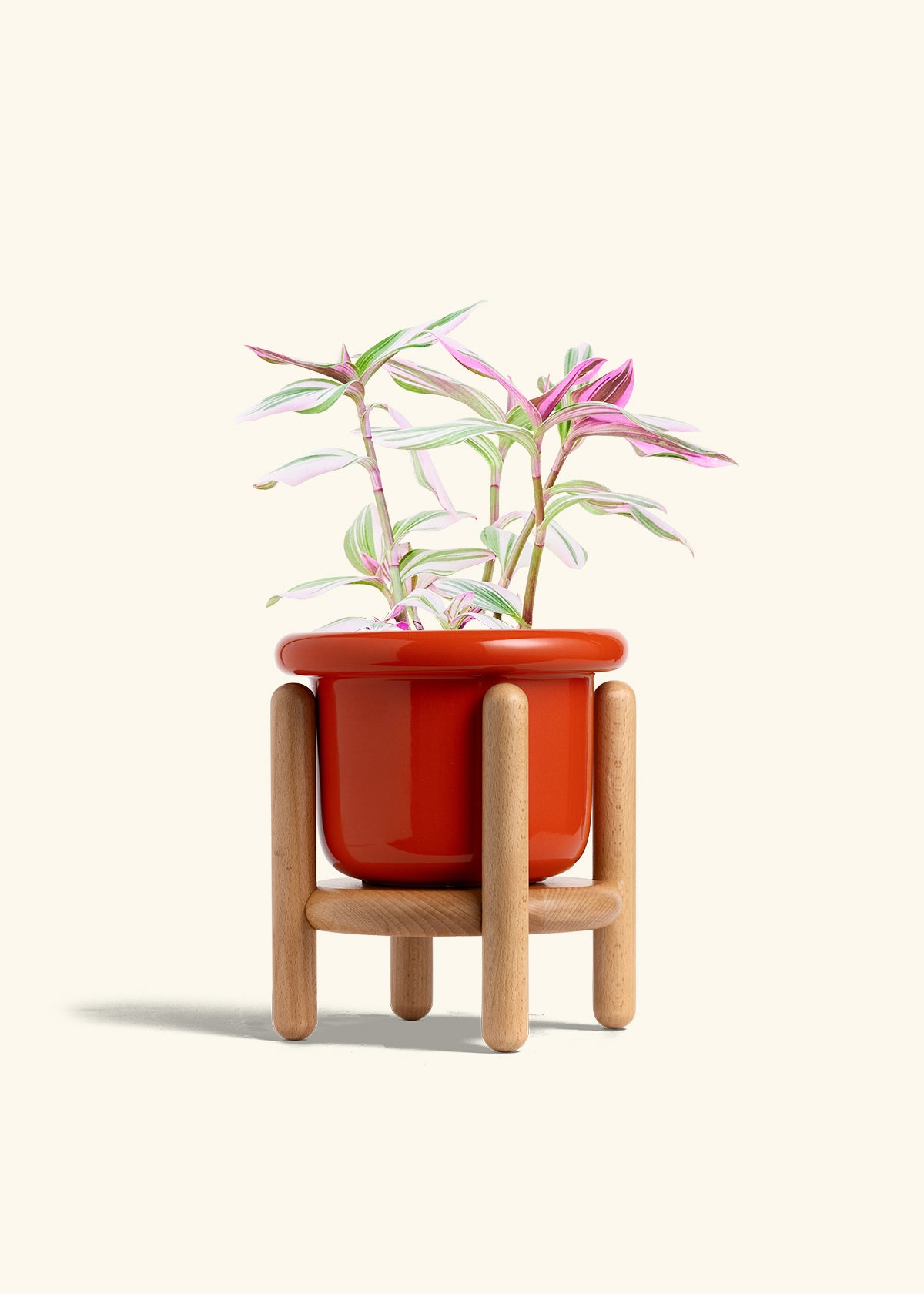 Tradescantia Nanouk in a 6 inches Fat Lip Red Planter in a Beech Wood Stand