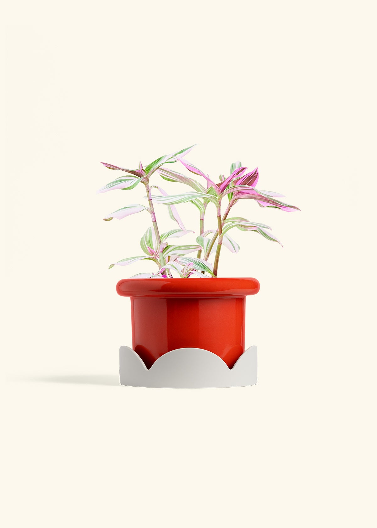 Tradescantia Nanouk in a 6 inches Fat Lip Red Planter in a Oat Petal Drip Tray