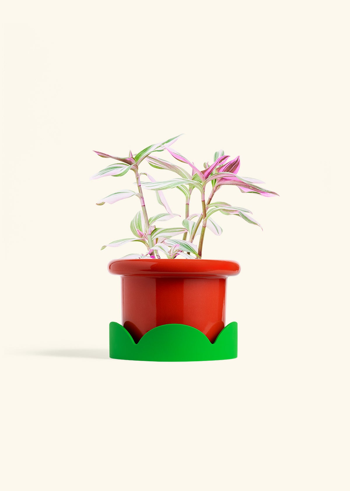 Tradescantia Nanouk in a 6 inches Fat Lip Red Planter in a Shamrock Petal Drip Tray