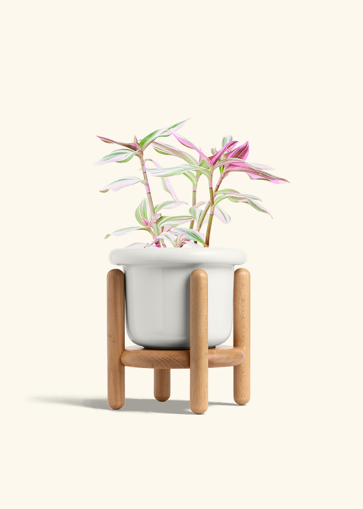 Tradescantia Nanouk in a 6 inches Fat Lip White Planter in a Beech Wood Stand